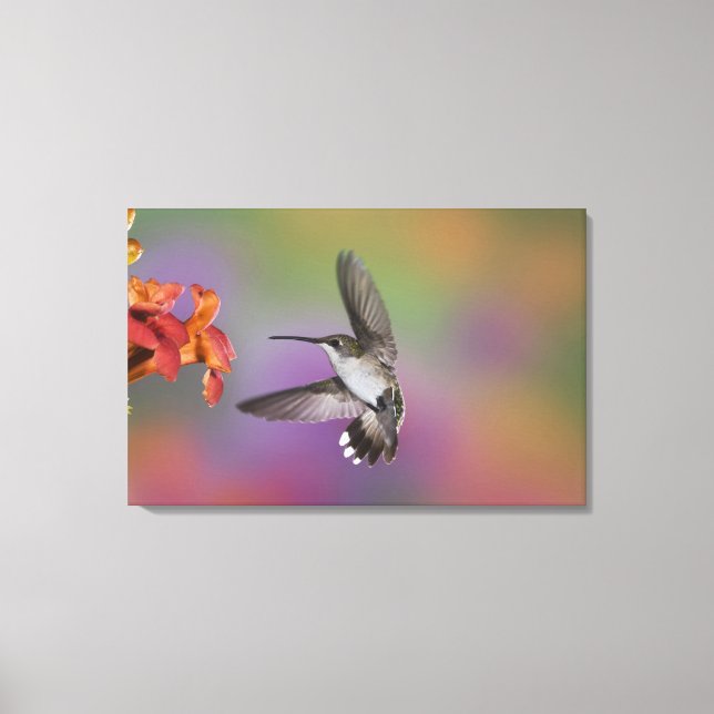 Impressão Em Tela Mulher Ruby Throated Hummingbird em voo (Frente)