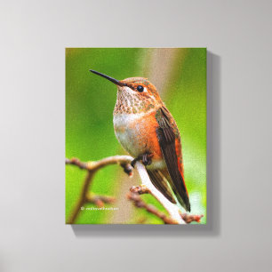 Impressão Em Tela Mulher Rufous Hummingbird na Árvore de Ameixa