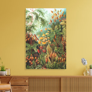 Impressão Em Tela Muscinae Antigos, Plantas de Musgo por Ernst Haeck