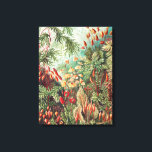 Impressão Em Tela Musgos, Muscinae Laubmoose por Ernst Haeckel<br><div class="desc">Musgos, Muscinae Laubmoose por Ernst Haeckel Impressão em Tela</div>