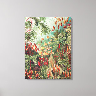 Impressão Em Tela Musgos, Muscinae Laubmoose por Ernst Haeckel