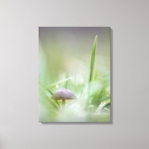 Mushroom Nature Photo