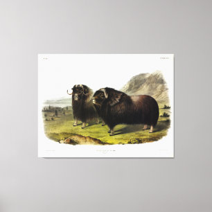 Impressão Em Tela Musk Ox (Ovibos Moschatus) (Muskox) de Audubon