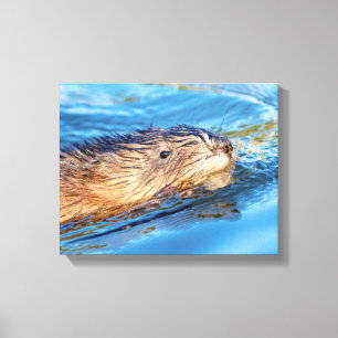 Impressão Em Tela Muskrat 14x11 na Reserva Ecológica de Fazendas Va