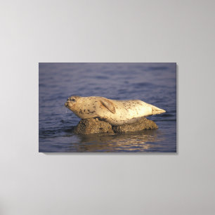 Impressão Em Tela N.A., EUA, Califórnia, Monterey. Harbor Seal