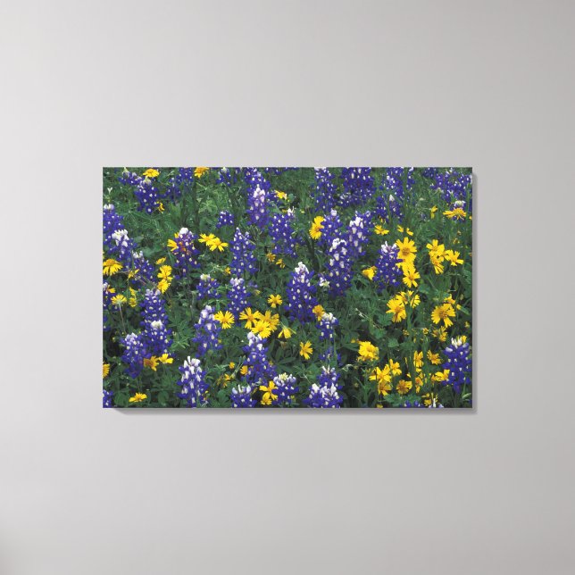 Impressão Em Tela N.A, EUA, Texas, Marble Falls, Blue Bonnets (Frente)