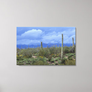 Impressão Em Tela NA, EUA, Arizona, Monumento Nacional de Saguaro,