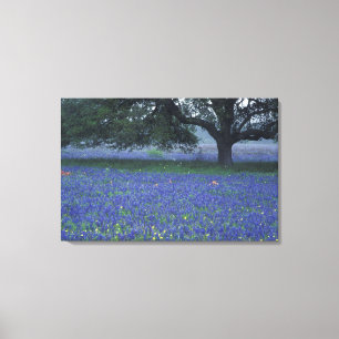 Impressão Em Tela NA, Texas, Devine, Oak e Blue Bonnets