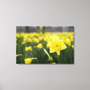 Impressão Em Tela Narcisos (RF)