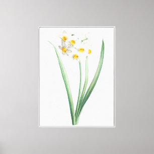 Impressão Em Tela Narcissus, Pierre-Joseph Redouté, 1805