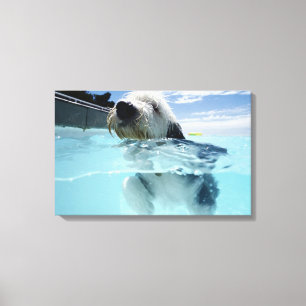 Impressão Em Tela Natação do cão em uma piscina