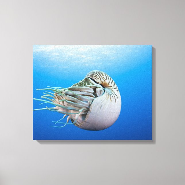 Impressão Em Tela Nautilus (Nautilus pompilius), Bar Excelente (Frente)