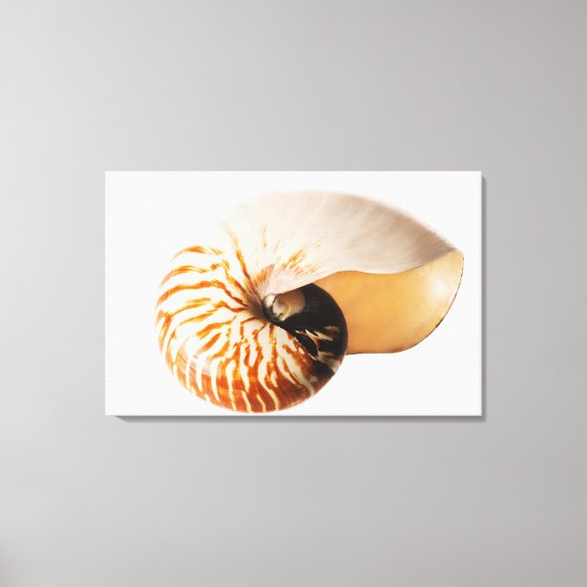 Impressão Em Tela Nautilus (Nautilus stenomphalus) (Frente)