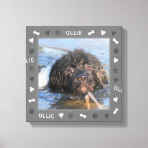 Newfound Newfie Foto e Nome