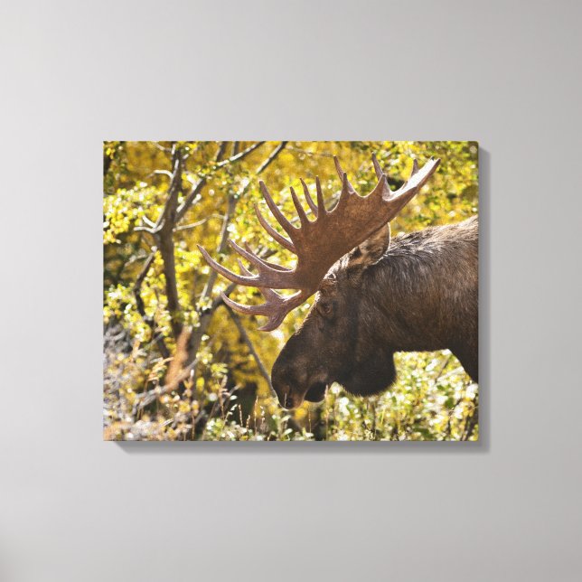 Impressão Em Tela Noble Bull Moose (Frente)