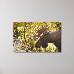 Impressão Em Tela Noble Bull Moose