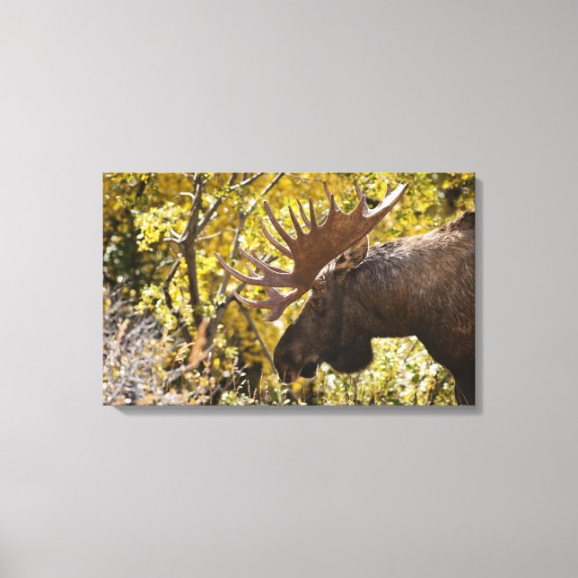 Impressão Em Tela Noble Bull Moose (Frente)