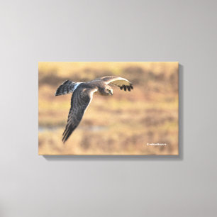Impressão Em Tela Norte espantoso Harrier na caça no pântano