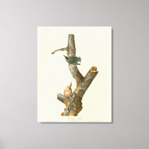 Impressão Em Tela Nuthatch de peito vermelho - Aves da América de Au