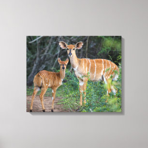 Impressão Em Tela Nyala (Tragelaphus Angazii) com filhote, Ndumo