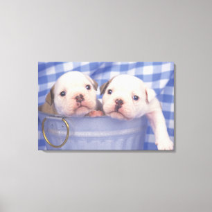 Impressão Em Tela O buldogue, chamado frequentemente o buldogue