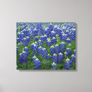 Impressão Em Tela O campo 2 dos Bluebonnets de Texas esticou o