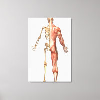 O Esqueleto Humano E O Sistema Muscular,