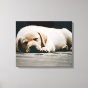 Impressão Em Tela O filhote de cachorro amarelo novo de Labrador