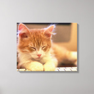 Impressão Em Tela O gatinho alaranjado bonito cai adormecido