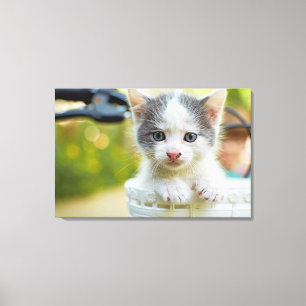 Impressão Em Tela O gatinho monta uma bicicleta