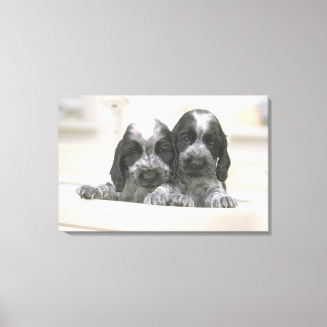 Impressão Em Tela O inglês Cocker Spaniel é uma raça de cães. O (Frente)