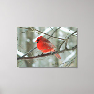 Impressão Em Tela O inverno (masculino) cardinal vermelho esticou o