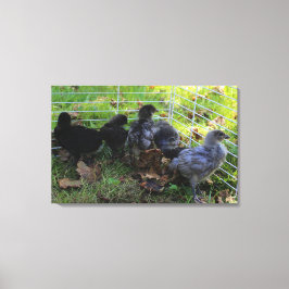 Impressão Em Tela O que está acima - bumbum da galinha