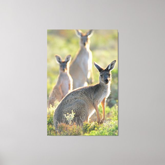 Impressão Em Tela O QUE SE PASSA? 32x48 (Frente)