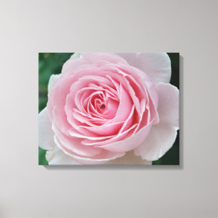 Impressão Em Tela O rosa perfeito do rosa