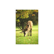 O Stag Grazing