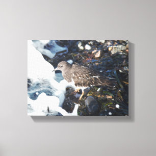 Impressão Em Tela O surpreendente passarinho preto de pedra no Surf