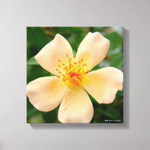 Impressão Em Tela Oakley Fisher Rosa