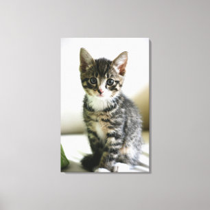 Impressão Em Tela Olhar fixo do gatinho