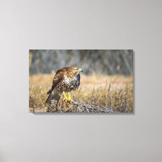 Impressão Em Tela olho de gaviões (Frente)