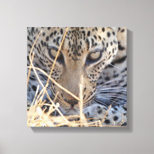 IMPRESSÃO EM TELA OLHOS INTENSOS DE LEOPARDO EM CLOSE-UP