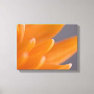 Impressão Em Tela Orange Gerber Daisy Petals
