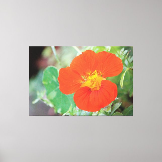 Impressão Em Tela Orange Nasturtium Bloom (Frente)