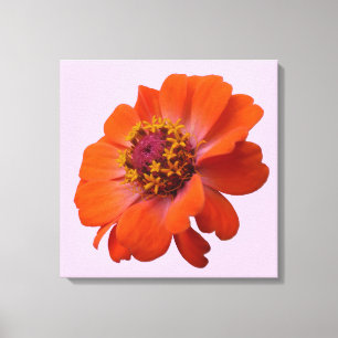 Impressão Em Tela Orange Zinnia Wildflower Nature Floral