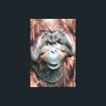 IMPRESSÃO EM TELA ORANGUTAN<br><div class="desc">Um design fotográfico de um belo Orangutan macho a dopiar ao sol quente.</div>