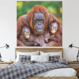 Impressão Em Tela Orangutan Mãe Assistindo Sobre Dois Bebês