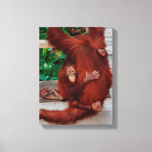 Impressão Em Tela Orangutanos