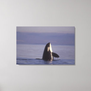 Impressão Em Tela Orca assassina (Orca orcinus) em spyhopping perto