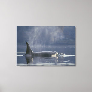 Impressão Em Tela Orca fêmea adulta (Orcinus Orca), Puget