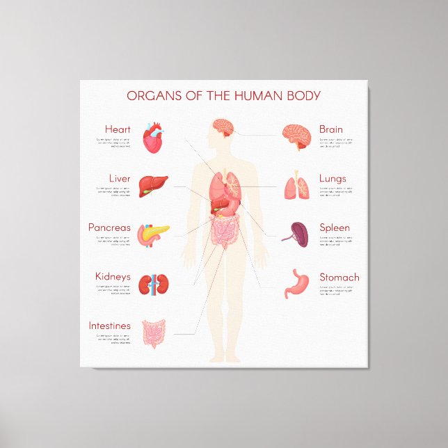Impressão Em Tela Órgãos do corpo humano (Frente)
